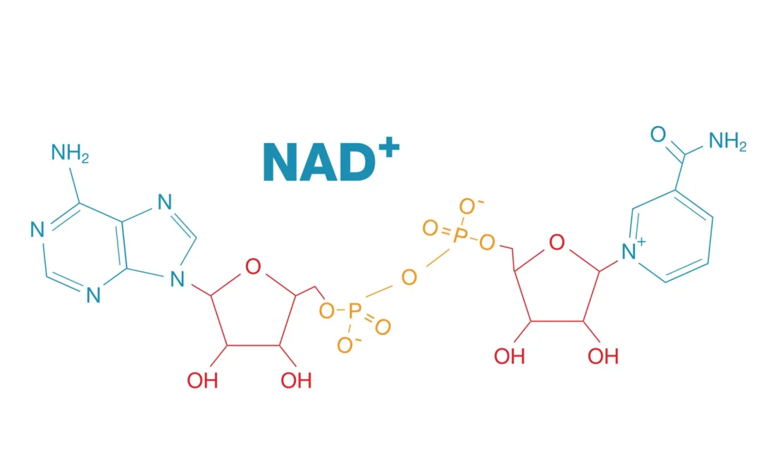 An insight into NAD+