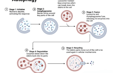 Basics of Cellular Renewal