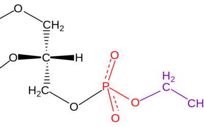 Understanding Phosphatidylserine